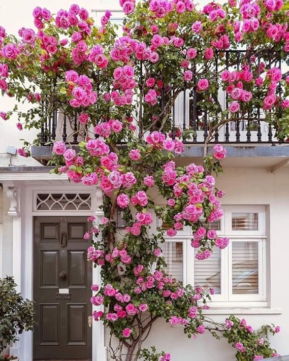 Elegant Climbing Rose Flower Seeds (200gm)