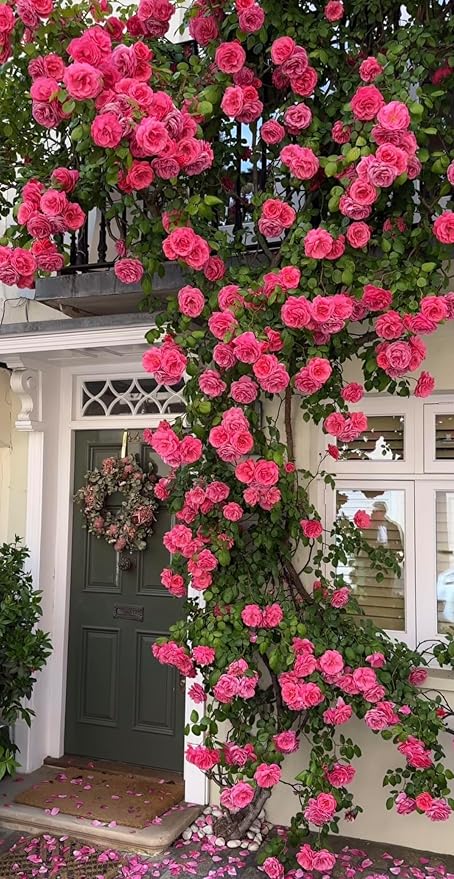 Elegant Climbing Rose Flower Seeds (200gm)